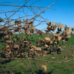 akcija-sadnja-drvored-drveće-vojvodina-dea