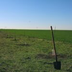 akcija sadnja drveća